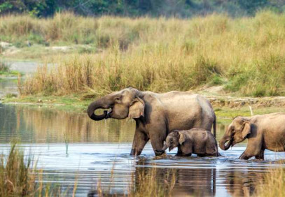 3 Days Chitwan Safari Tour from Kathmandu