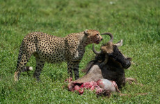 4-Day Tanzania safari (4 Days Tanzania Group Joining Safari)