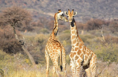 3-Day Safari in Tanzania (Ngorongoro & Tarangire)