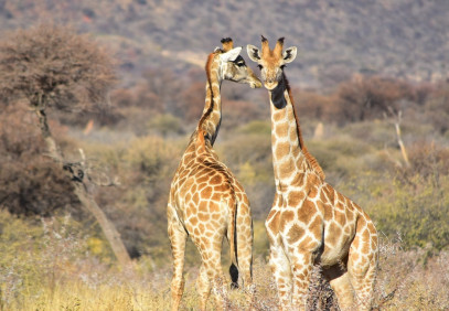 3-Day Safari in Tanzania (Ngorongoro & Tarangire)