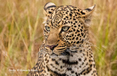 8 Days Kenya Southern Circuit Safari