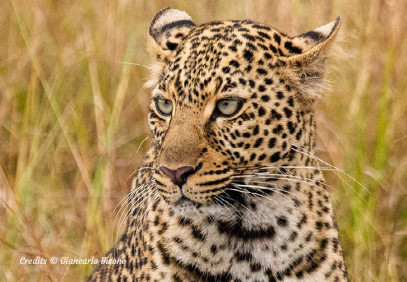 8 Days Kenya Southern Circuit Safari