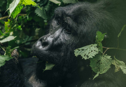 7-Day Ultimate Uganda Gorilla Trekking Safari