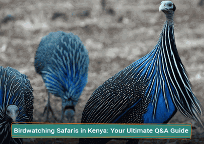 Birdwatching Safaris in Kenya: Your Ultimate Q&A Guide