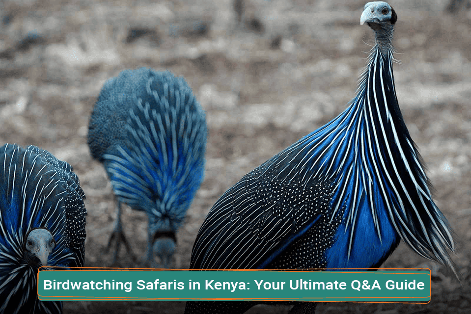 Birdwatching Safaris in Kenya: Your Ultimate Q&A Guide