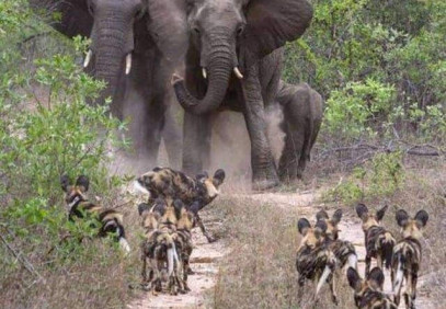 4 Days Maasai Mara Luxury Safari