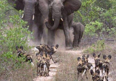 4 Days Maasai Mara Luxury Safari