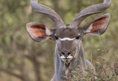 1-Day Nyerere National Park Fly-in Safari from Zanzibar