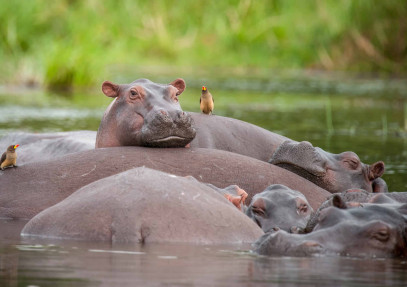 3 Days Uganda Big 5 & Murchison Falls Safari