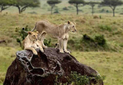 3 Days Zanzibar to Serengeti Fly-In Safari