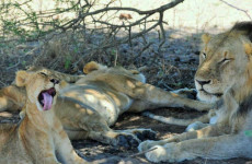 2 Days Mikumi Park Safari from Zanzibar