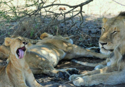 2 Days Mikumi Park Safari from Zanzibar