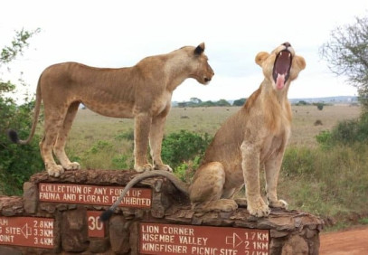 3-Day Budget Safari in Maasai Mara