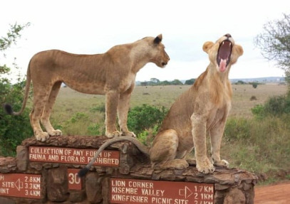 3-Day Budget Safari in Maasai Mara