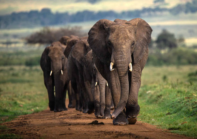8 Days Epic Kenya Wildlife Experience