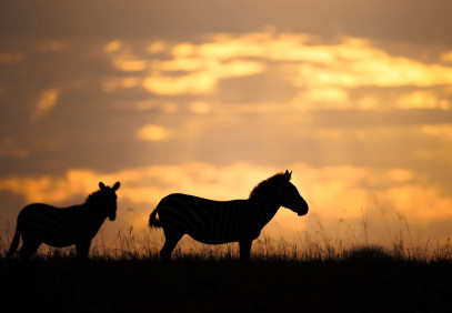 4 Days Masai Mara Luxury Safari