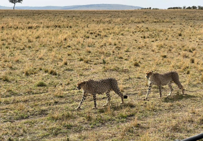 9 Day Kenya Wildlife and Beach Safari