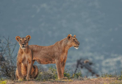 3-Day Greatest Masai Mara Safari
