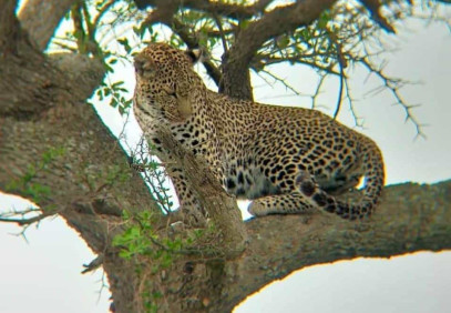 5 Days Kenya Lodge Safari