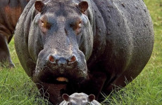 One Day Chobe National Park Safari