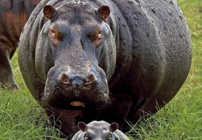 One Day Chobe National Park Safari