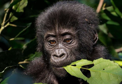 3 Days Gorilla Tracking in Uganda