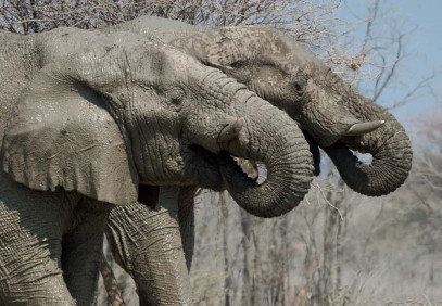 3-Day Etosha Experience