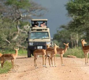 6 Days Tanzania Safari | Best for Serengeti Migration Adventure