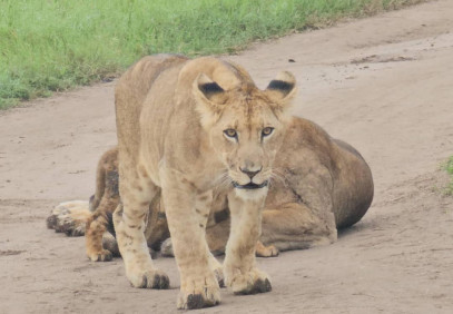 8-Day Gorilla & Wildlife Best of Uganda Safari