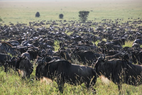Jambo Tours Experience