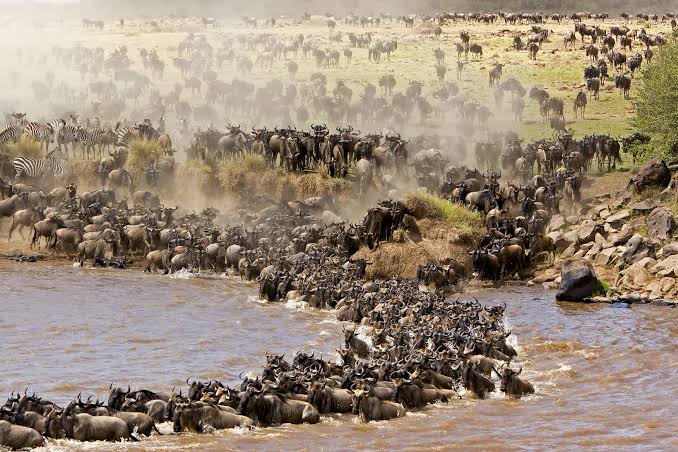 5 Days Serengeti Wildebeest Migration