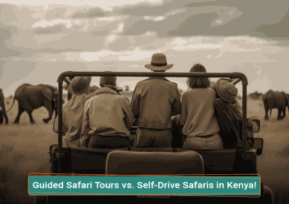 Guided Safari Tours vs Self-Drive Safaris in Kenya