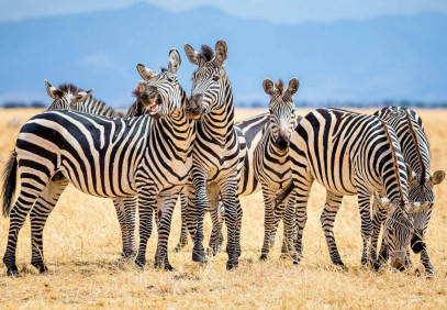 5 Days Amboseli, Tsavo West & East Safari