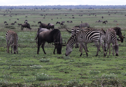 9 Days Wildebeest Migration Safari
