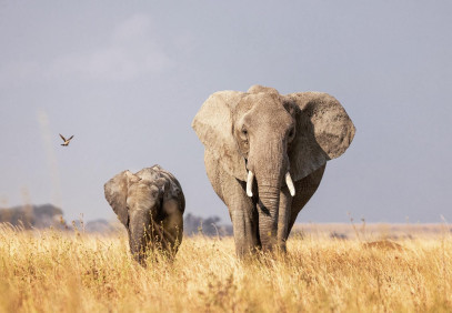 4 Days Incredible Tanzania Safari
