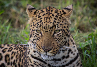 3-Day Wildlife Safaris Murchison Falls & Rhinos