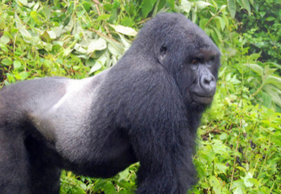 3-Day Gorilla Safari Uganda