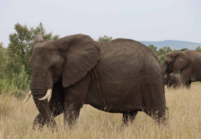 5-Day Awesome Luxury Tour of Kenya