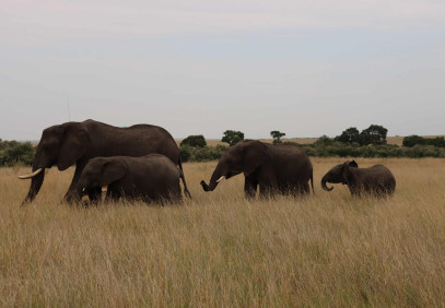 8-Day Top 4 Magical Kenyan Destinations