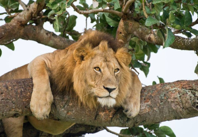 5 Days Lake Manyara, Serengeti, Ngorongoro Safari