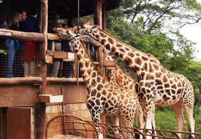 1-Day Nairobi National Park Tour