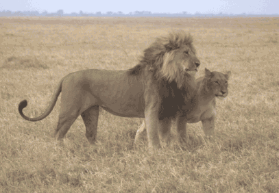 4 Days Moremi Camping Safari