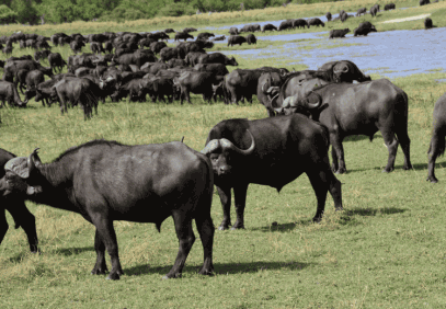 10 Days Buffalo Safari