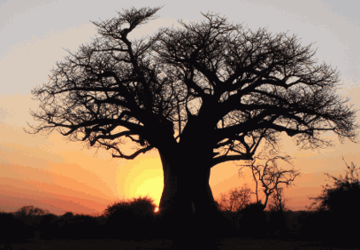 6 Days Home of Baobab Safari