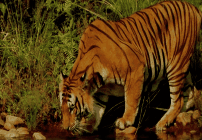 3 Days Bardia National Park Tour from Kathmandu