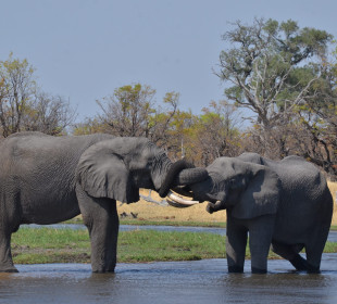 Northern Explorer Trip Botswana