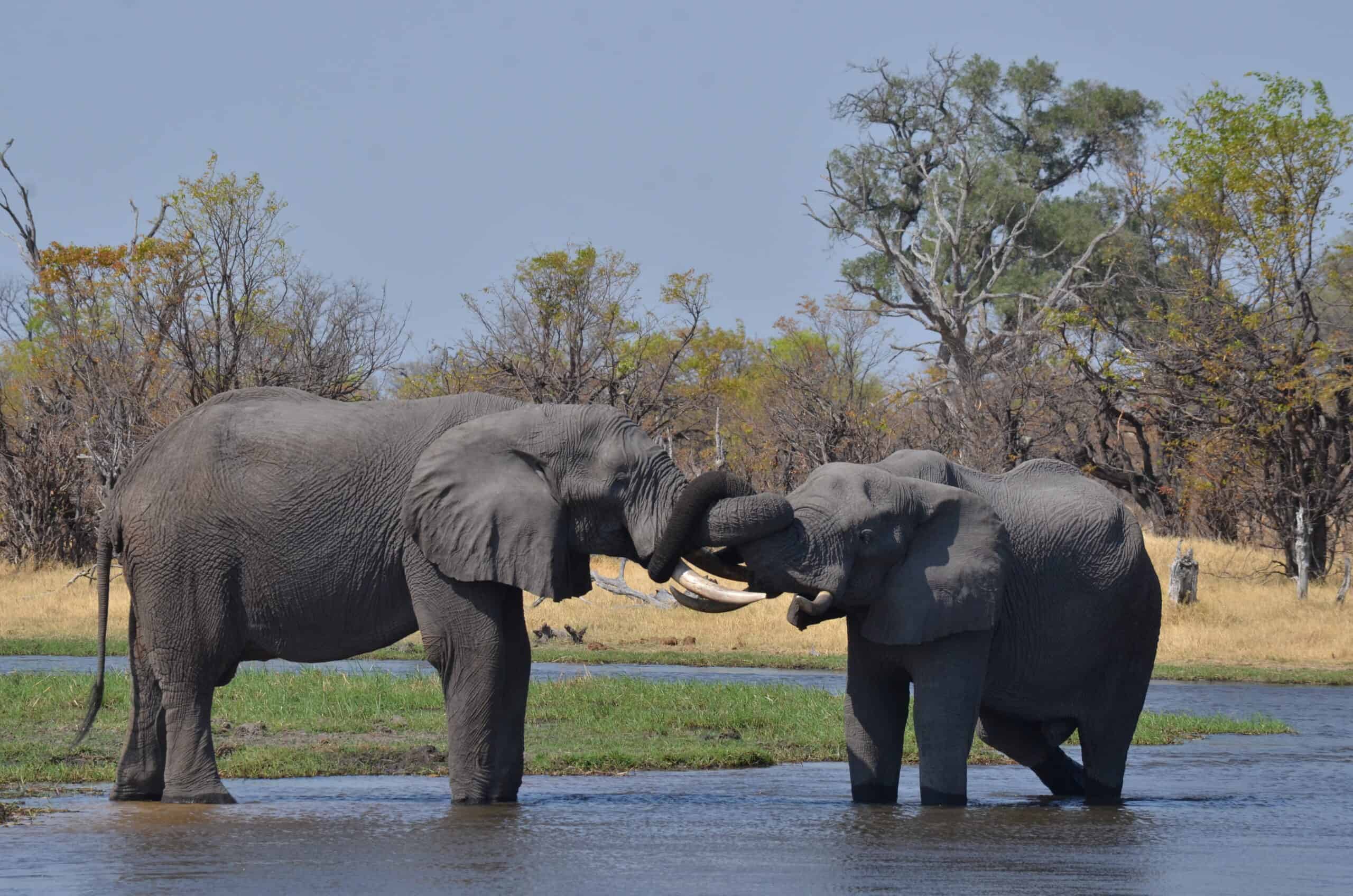 Northern Explorer Trip Botswana