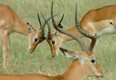 7-Day Big Five Luxury Safari in Tanzania