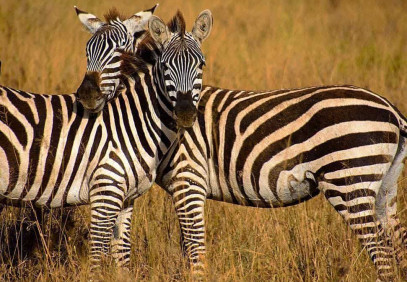 7 Days Lake Eyasi and Lake Natron Safari