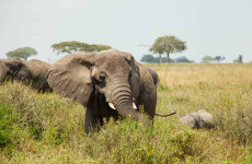 2 Days of Wonders in Northern Tanzania